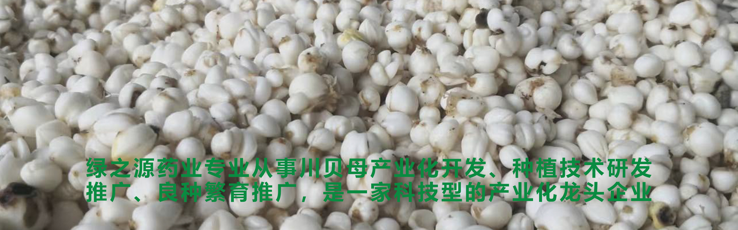 十年磨一劍、匠心不改